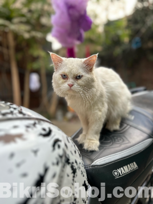 Parsian Cat